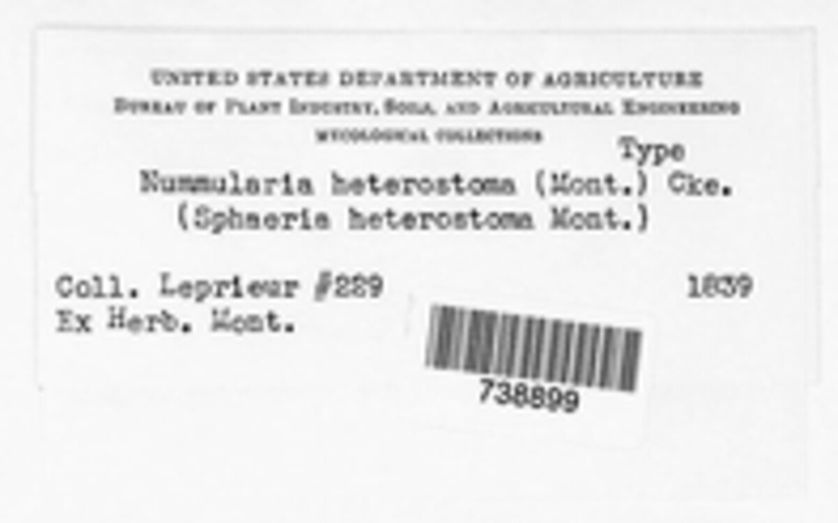 Camillea heterostoma image